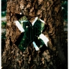 tree doorway #2