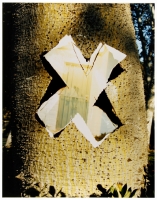13_kapok-tree-doorwayweb_v2.jpg