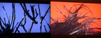 15_4135hairweb.jpg