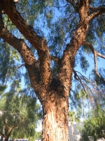 36_dscn3656tree1822.jpg